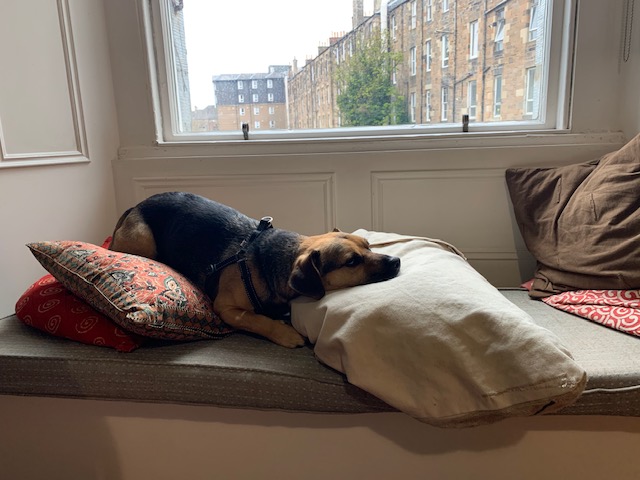 small dog reclining on a pile of cushions in front of a window