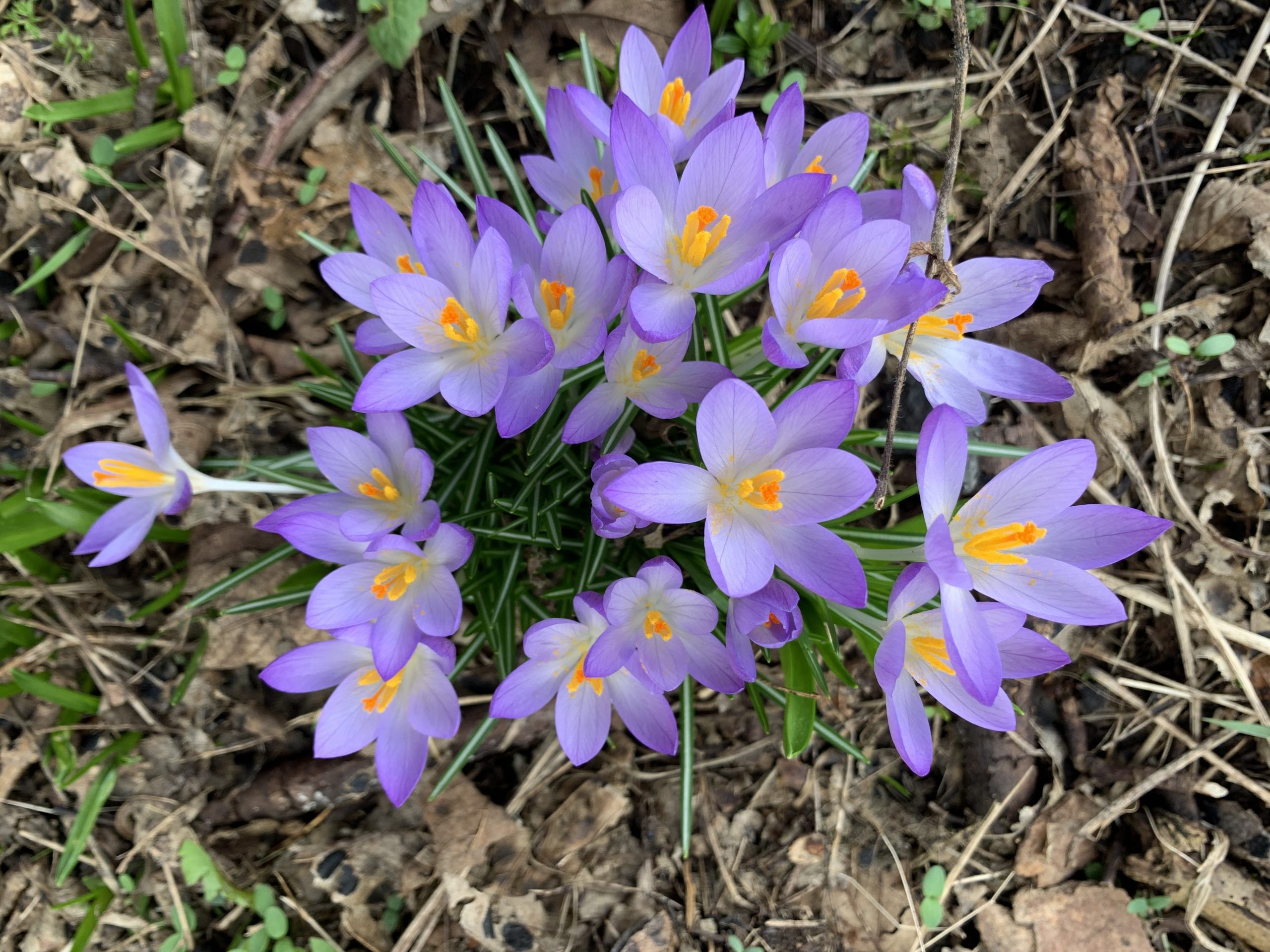 purple crocuses