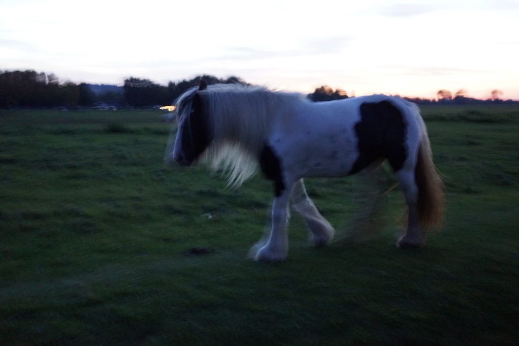 A horse grazing on Port Meadow, ancient common land in Oxford. Common land is one form of anticapitalism.